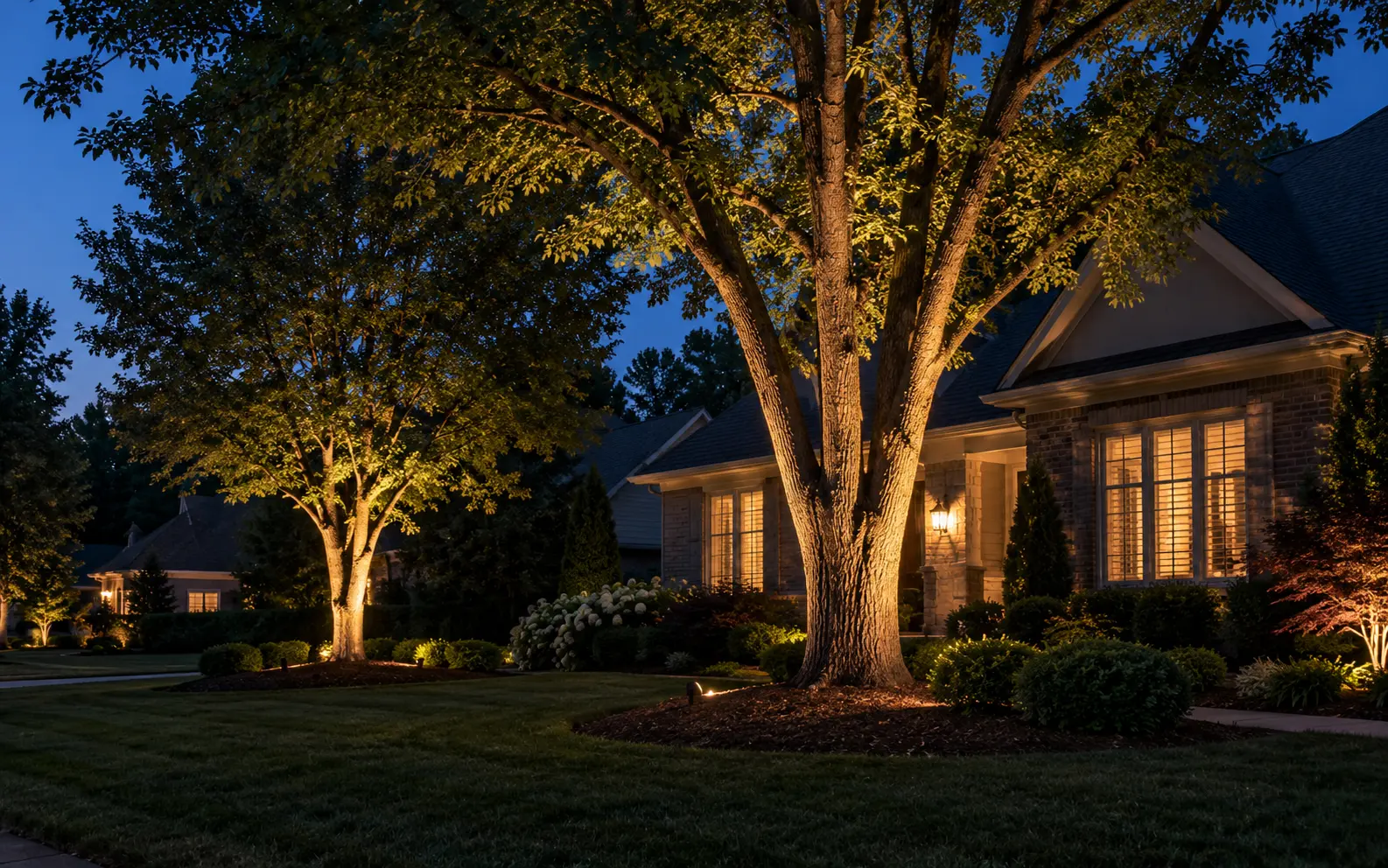 Tree uplighting and accent landscape lighting in a Charlotte residential yard